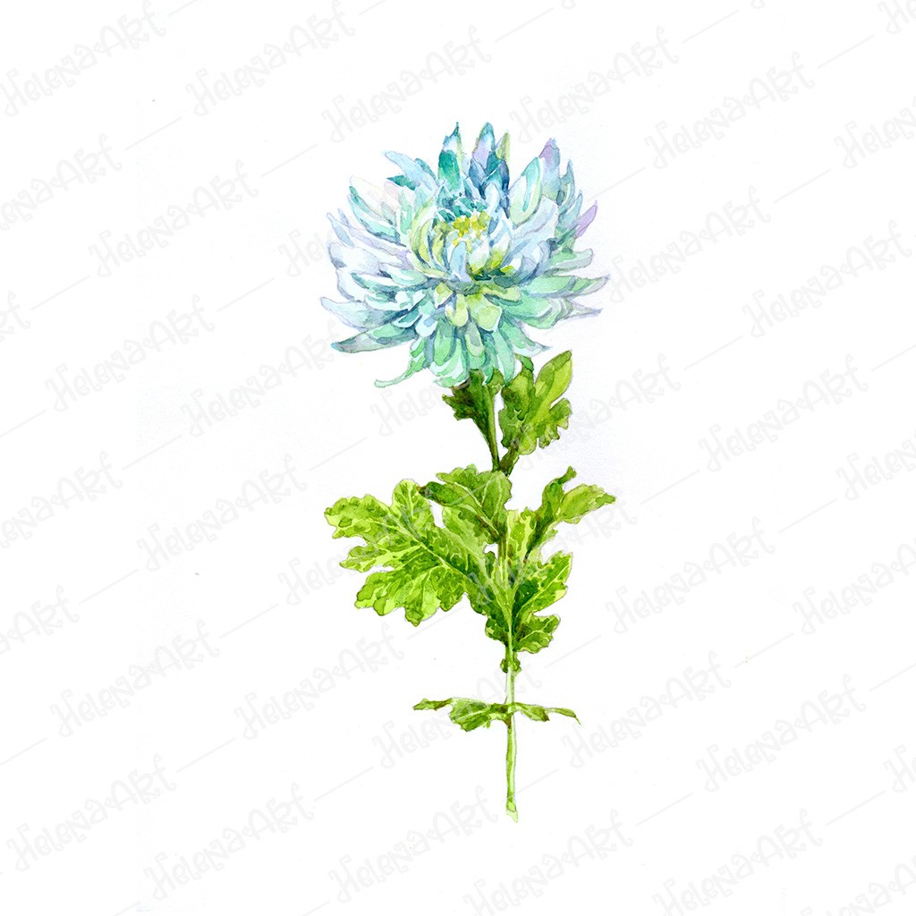Watercolor Floral Art Set: White & Pink Wisteria, Yellow & Blue Dahlia